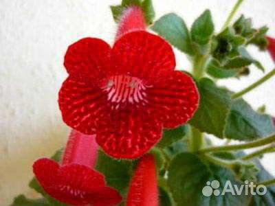 Эписция, Сингониум (плетущийся)