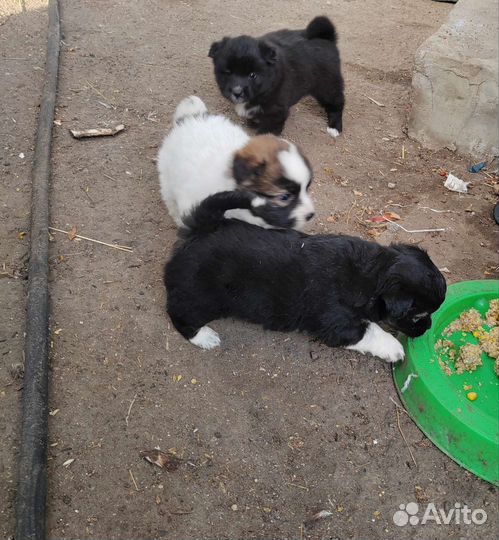 Щенок в добрые руки