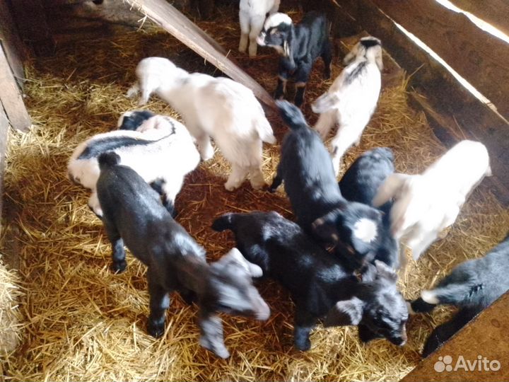 Нубийские козлята, камерунские козы