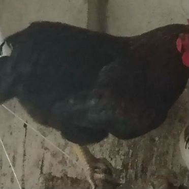 Продам петушков