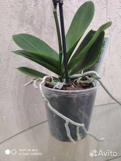 Орхидея фаленопсис Пират Пикоти