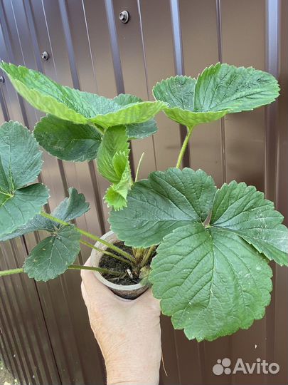 Рассада клубники