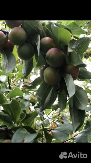 Слива, Жимолость, Смородина саженцы