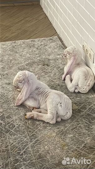 Гулаби 100 процентные малыши и взрослые