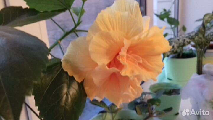 Гибискусы махровые сортовые