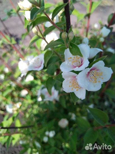 Жасмин Бель Этуаль