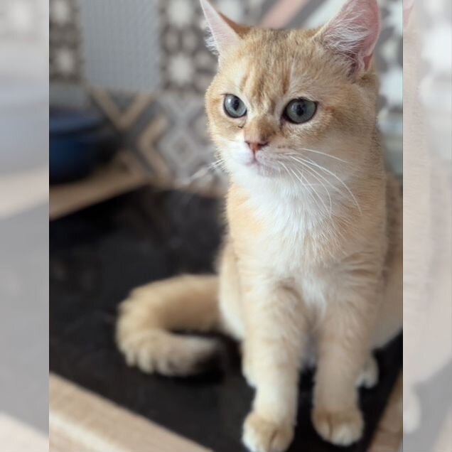 Британский короткошёрстный котёнок