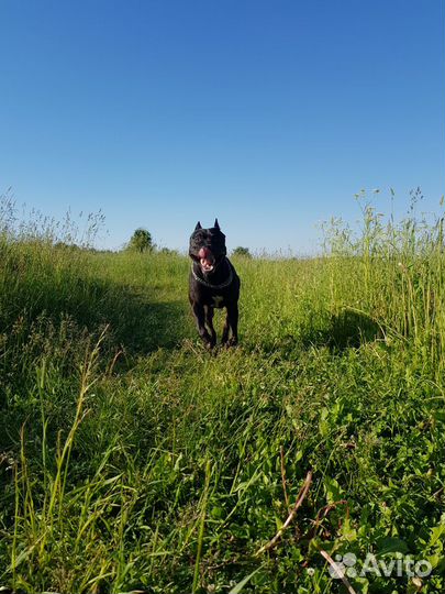 Питбуль кобель вязка (случка)