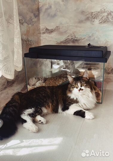 Аквариум террариум черепашник