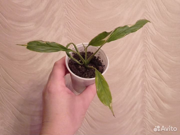 Спатифиллум индонезийский гибрид Дели