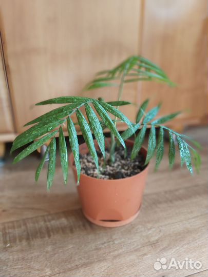 Пальма хамедорея