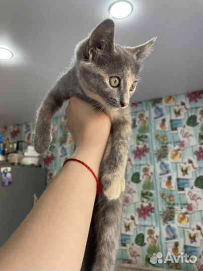 Кошка мышеловка