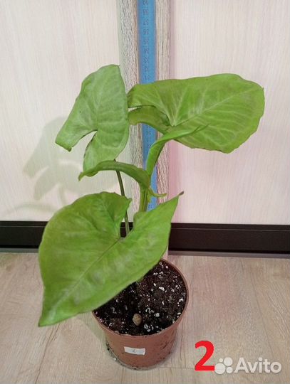 Кодиеум / Кротон, разные виды