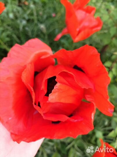 Мак восточный семена