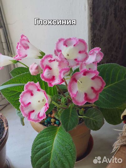 Глоксиния сорт 