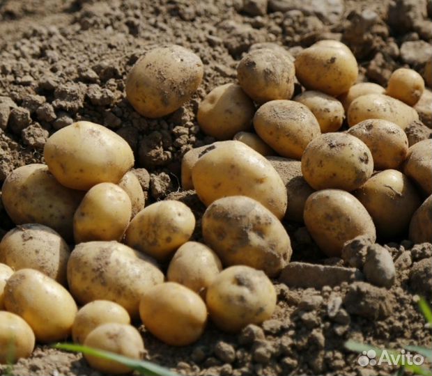 Картофель молодой
