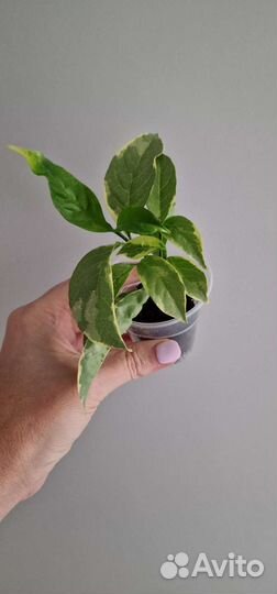 Ароматные, красивоцветущие