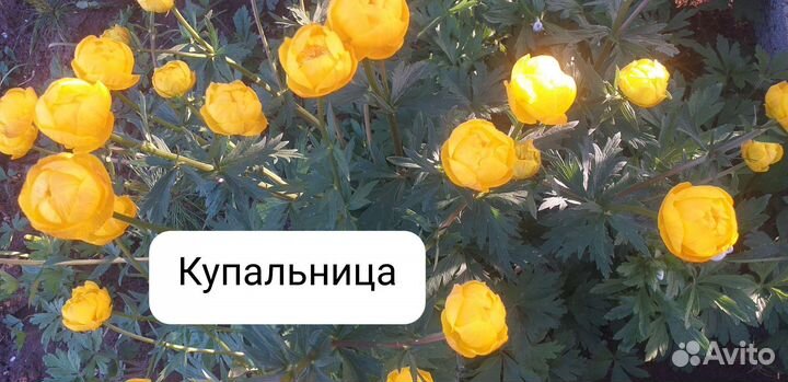 Цветы садовые