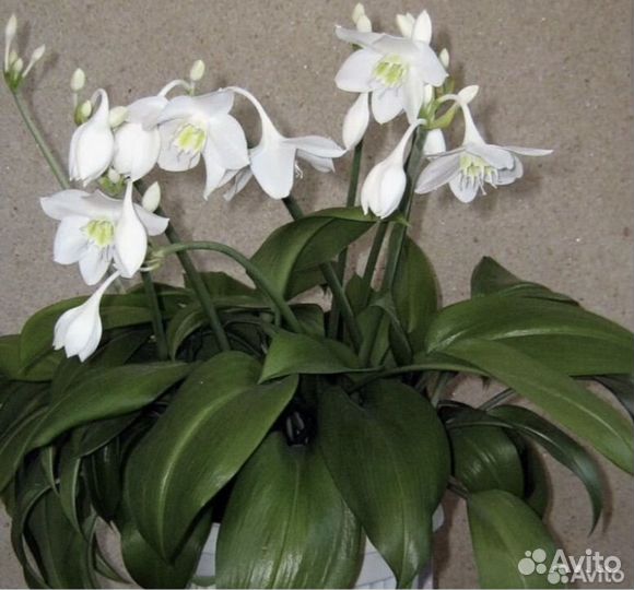 Эухарис амазонская лилия луковицы