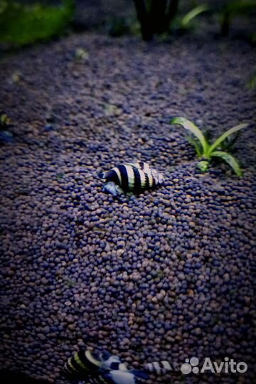 Улитки Хелена