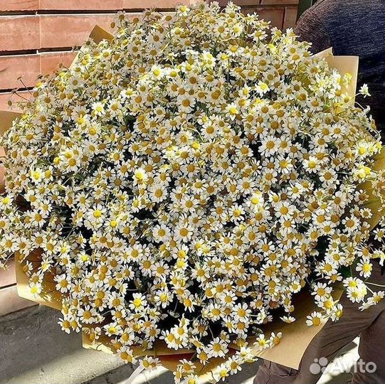Доставка цветов. Ромашки