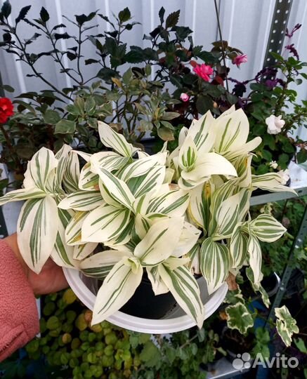 Традесканция, крестовник, гинура