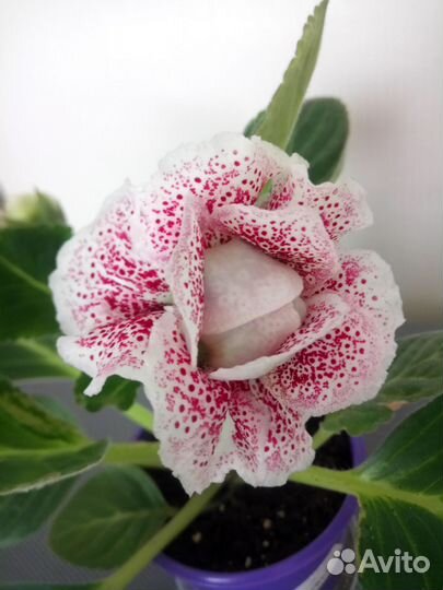 Глоксиния махровая