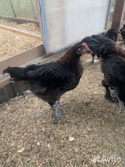 Петухи Марана,Амераукана(лаванда),Пушкинские