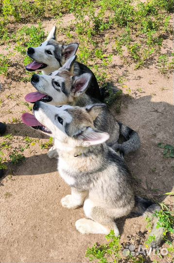 Аляскинский маламут