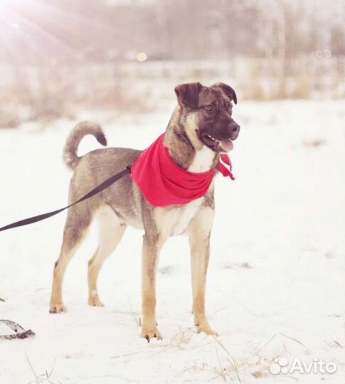 Пёс Добби в добрые руки