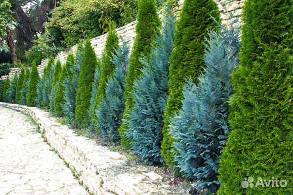 Можжевельник Blue Arrow