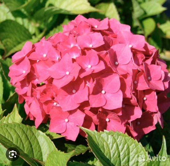 Гортензия крупнолистная