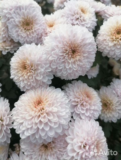 Хризантема Мультифлора