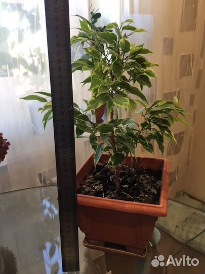 Фикус бенджамина