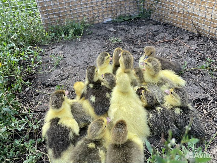 Индоутята+утка бесплатно