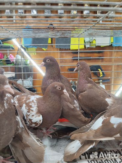 Чили бойные,красные, черные,ореховые