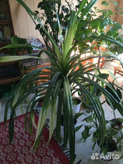 Растения Панданус,Нолина,Фикус Бенджамина