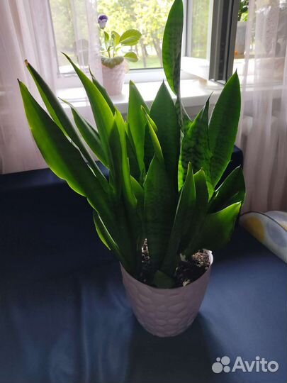 Сансевиерия