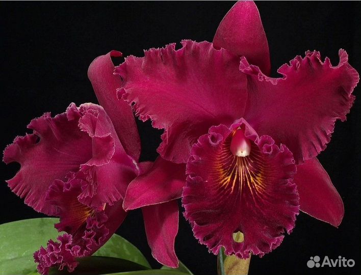 Орхидея дендробиум