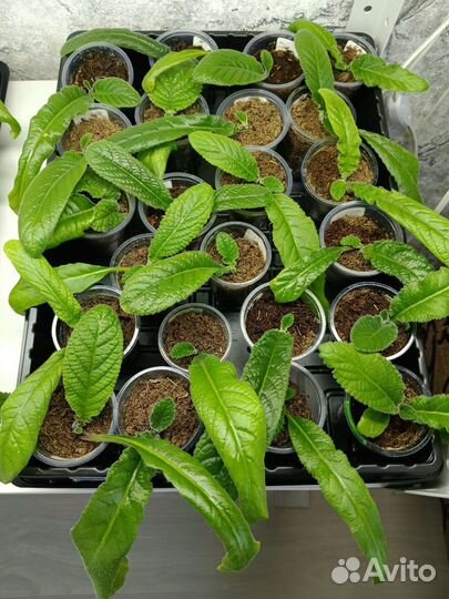 Стрептокарпусы