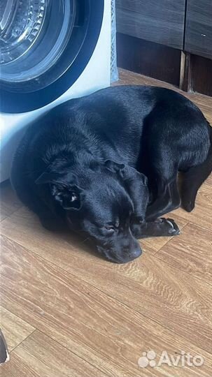 Молодой питбуль в добрые руки