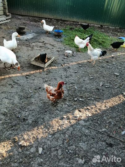 Куры несушки продам