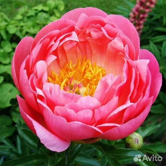 Голландские корни сортовых пионов