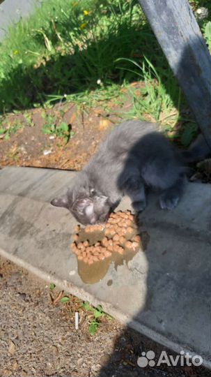 Котёнок мальчик