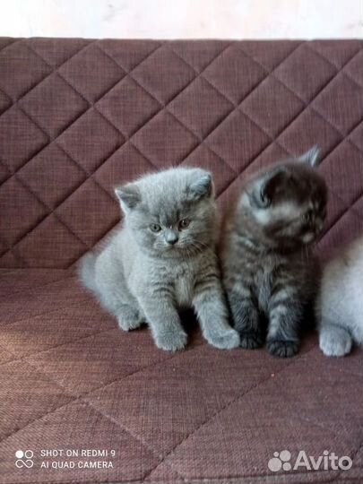 Британская