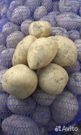 Продам картофель оптом
