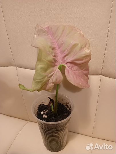 Комнатные цветы(сингониум, эписция, бугенвиллия)