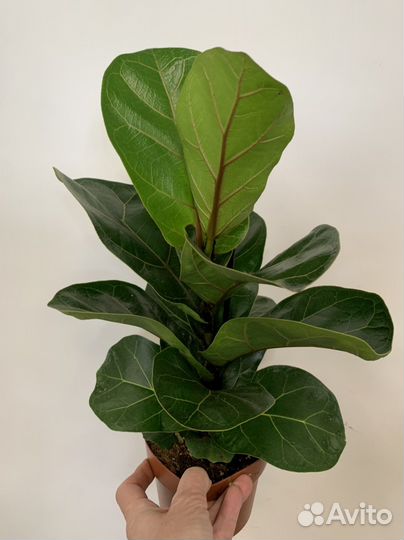 Фикус лирато бамбино