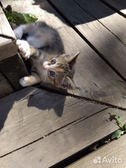 Пуховая, цветная девочка Ширли только для Вас