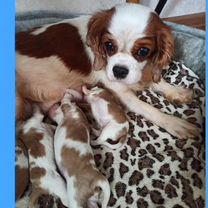 Кавалер кинг-чарльз-спаниель, щенок